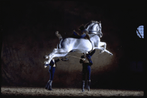 Cómo bailan los caballos andaluces: guía definitiva de entradas y experiencia en Jerez 2025