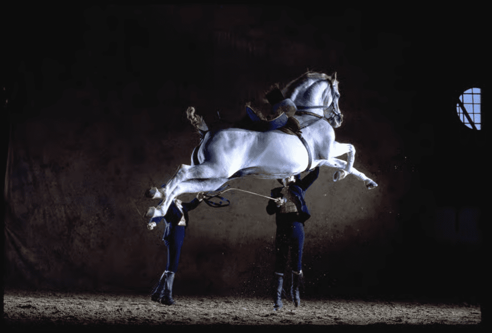 Caballo cartujano de la Real Escuela Andaluza del Arte Ecuestre en Jerez